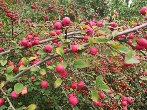 rajska jabłoń (malus xpurpurea)